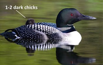 Common-Loon-with-chicks-2