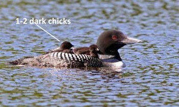 Common-Loon-with-chicks