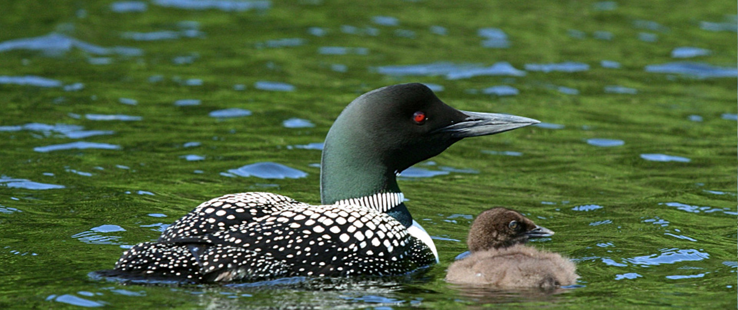 Non-Lead Tackle Suppliers – Loon Preservation Committee