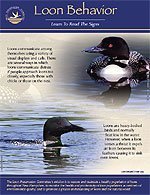 loon-behavior-pdf