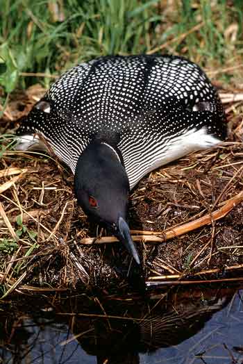 A loon with its head craned low over the nest is a sign of stress, in this case caused by the close approach of people.