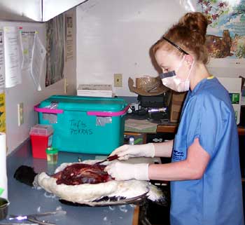 A necropsy (animal autopsy) being performed at LPC's research laboratory at The Loon Center.