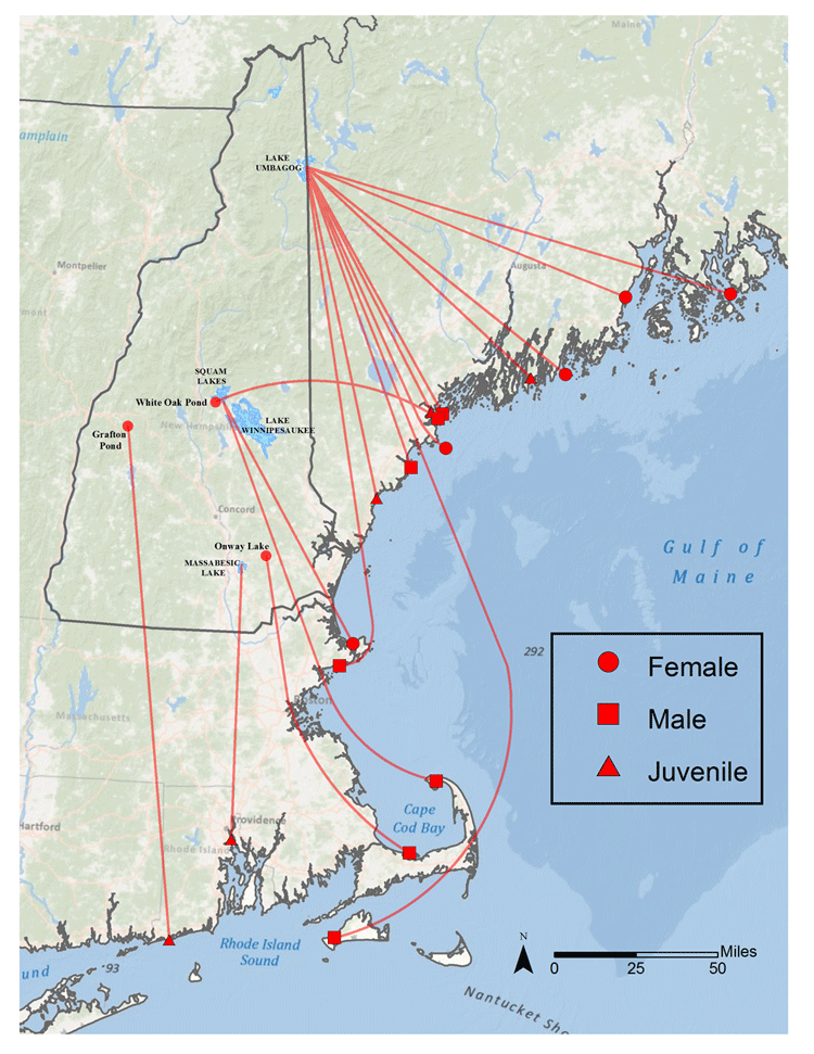 Banded New Hampshire loon recoveries or re-sightings on the New England coast (1993-2013).