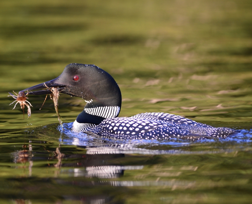Loon Phoenix Loon Diet – Loon Preservation Committee