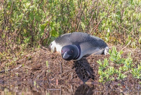 Understanding Loons: Learn to Read the Signs – Loon Preservation Committee