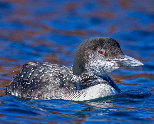 Loon Identification Common Loon Plumage and Appearance – Loon Preservation Committee