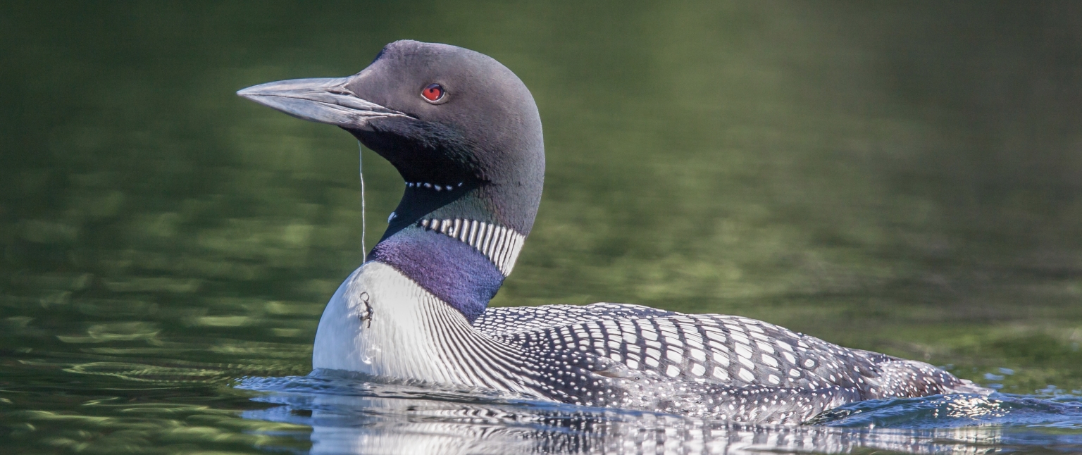 About Loons – Loon Preservation Committee