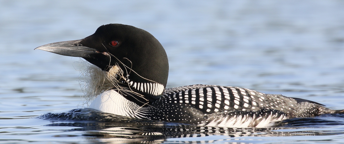 Loon Safe Fishing Guidelines – Loon Preservation Committee