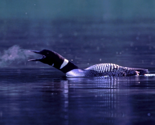 OFFICIAL VIDEO) LOON CALLS AT NIGHT / COMMON LOON VOICES 