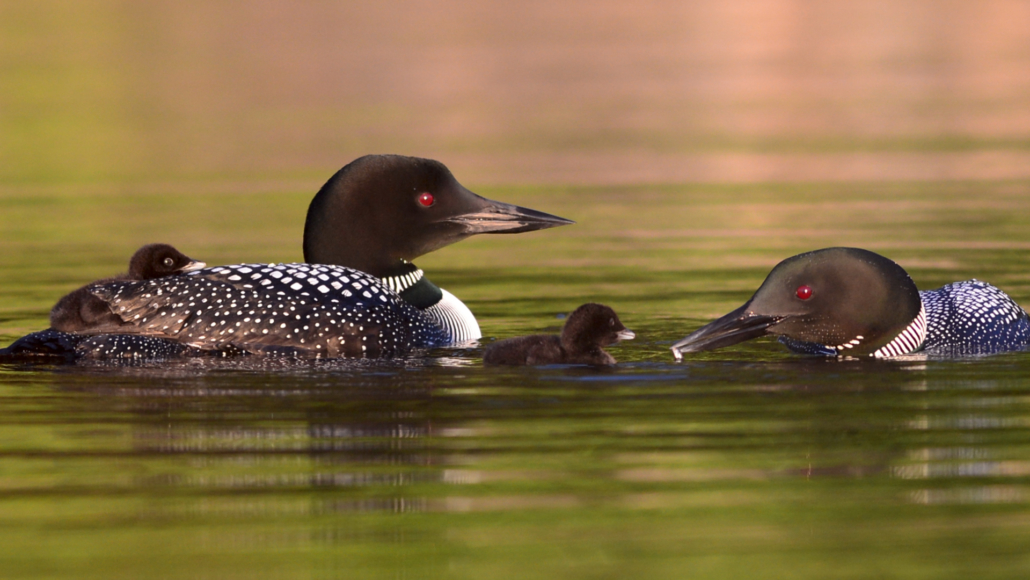 Member a Day in May – Loon Preservation Committee