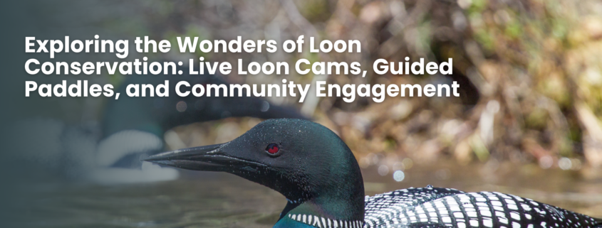 Exploring the Wonders of Loon Conservation
